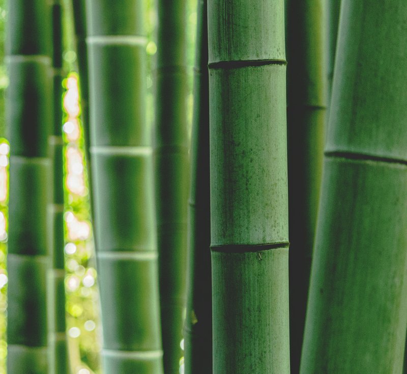 Détail d'une forêt de bambous